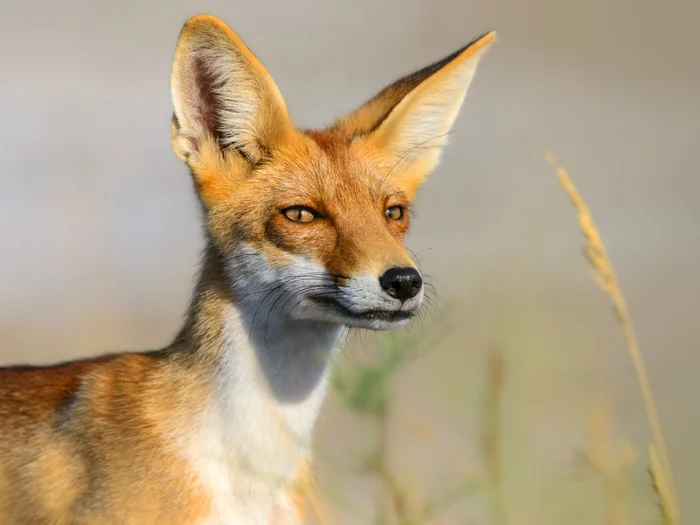 The embodiment of cunning and deceit! - Fox, Wild animals, Kalmykia, Reserve, The national geographic, The photo, Animals, Reserves and sanctuaries