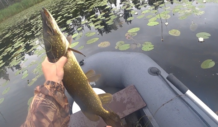 Безотказная снасть Щука, Окунь, Рыбалка, Лодка, Живец, Видео, Длиннопост