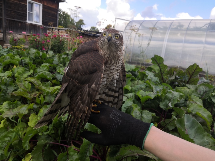 Сегодня на огороде найдена такая птица Что за птица?, Спасение животных, Длиннопост, Кировская область, Ястреб-перепелятник, Ястреб