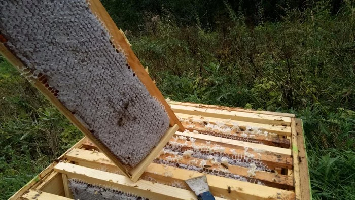 He feeds the bees sugar. - My, Apiary, Bees, Nature, Insects, Products, Nutrition, Honey