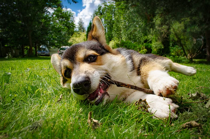 Norman shaman - My, Welsh corgi pembroke, Dog, Pets, The photo, Corgi