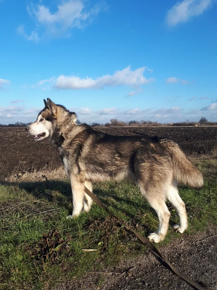 Help! - Help, Overexposure, Animals, In good hands, Alaskan Malamute, Dog, Kharkov, No rating