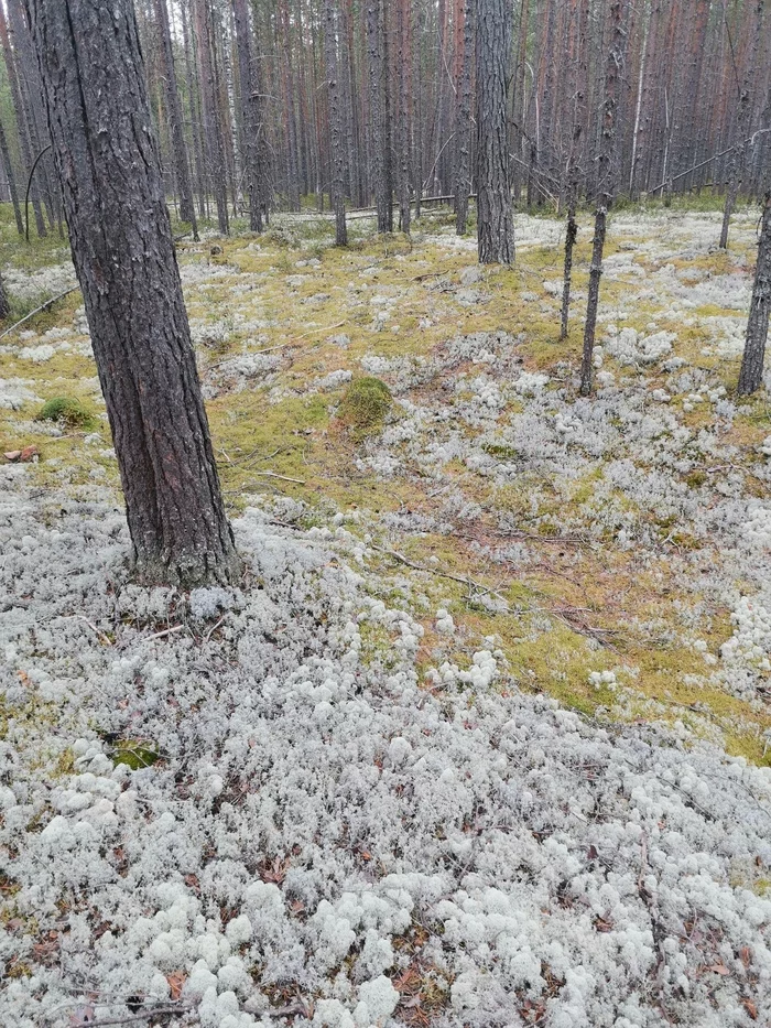 North... - My, North, Mushrooms, Berries, Forest, Longpost