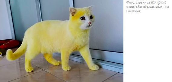 The woman decided to cure the cat and accidentally painted it yellow - cat, Turmeric, Fungus, Treatment, Yellow, Unusual coloring, Text, Thailand