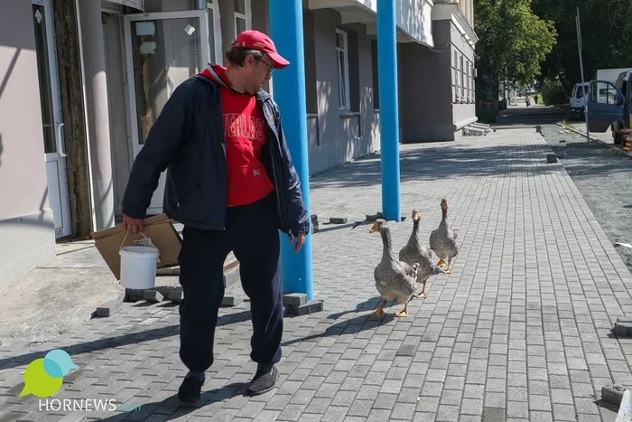 “I can walk around the city with them all day long”: a Chelyabinsk electrician told why he brought geese in an apartment - Гусь, Chelyabinsk, Thz, Video, Longpost, Birds, Pet, Pets