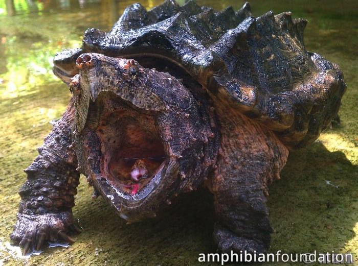 Biologists have caught a huge turtle, which seems to be related to Godzilla. Kus - and you can say goodbye not only to your finger - Turtle, USA, Florida, wildlife, Longpost, Animals, Vulture turtle, Reptiles