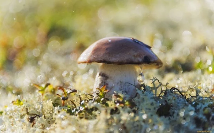 Как быстро появляются грибы после дождя Грибы, Дождь, Рост, Скорость, Интересное, Познавательно, Природа, Длиннопост