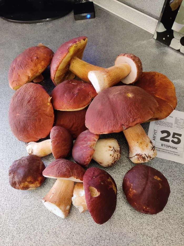 It's mushroom time again))))))) - My, Mushrooms, Borovik, Harvest