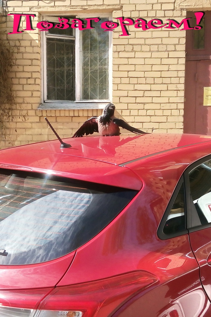 Вороны тоже люди.)) | Пикабу