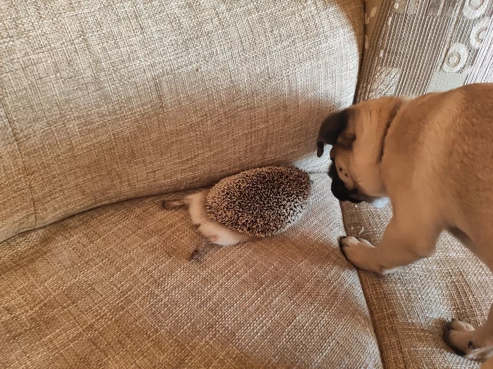 The plump one's last was taken away - My, Pets, Pug, Video, Hedgehog, Dog