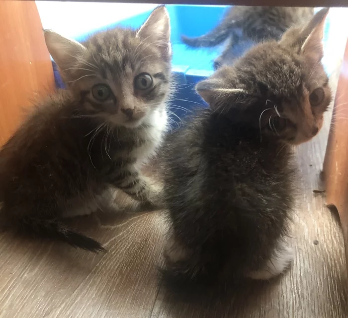 Kittens - My, In good hands, Kittens, cat, Mustachioed - Striped, Longpost, No rating, Shcherbinka