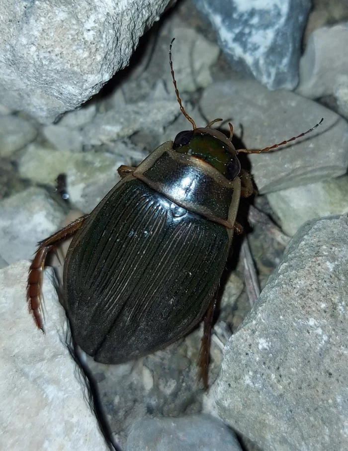 Swimming beetle attacked from the air - My, Beetle Floater, Insects, Suddenly, Longpost