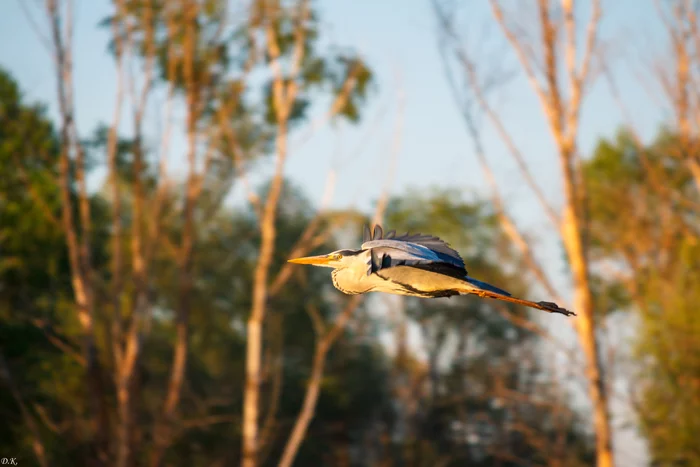 Flight! - My, The photo, Amateur photographer, Birds, Nature, Gray heron