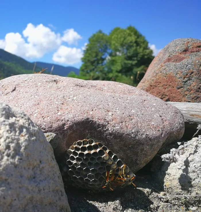 Wasps? On a rock near the river? - My, Georgia, Wasp, Camping, Video, Longpost