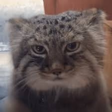 Another little manul - Pallas' cat, Small cats, Cat family, Predatory animals, Wild animals