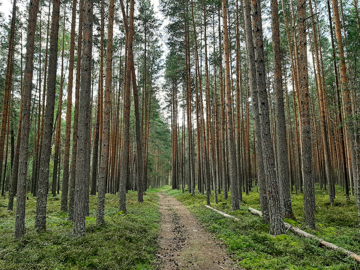 Как доехать до Мышкина на машине и не оставить подвеску на дороге Путешествия, Кемпинг, Авто, Мышкин, Отдых, Длиннопост