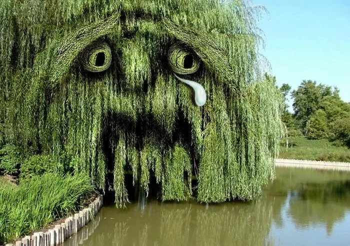 Weeping willow - Willow, Weeping willow