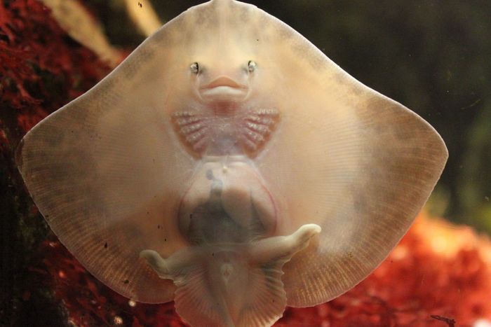 Detailed details about stingrays: teeth, skeleton, poison, reproduction - My, Penza Oceanarium, Penza, A fish, Stingray, Facts, Animals, Oceanarium, Longpost, Stingray