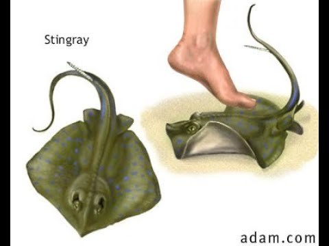 Detailed details about stingrays: teeth, skeleton, poison, reproduction - My, Penza Oceanarium, Penza, A fish, Stingray, Facts, Animals, Oceanarium, Longpost, Stingray