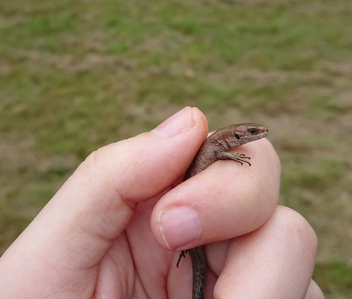 Lizard - My, Jumping lizard, Nature, Hiking, Video