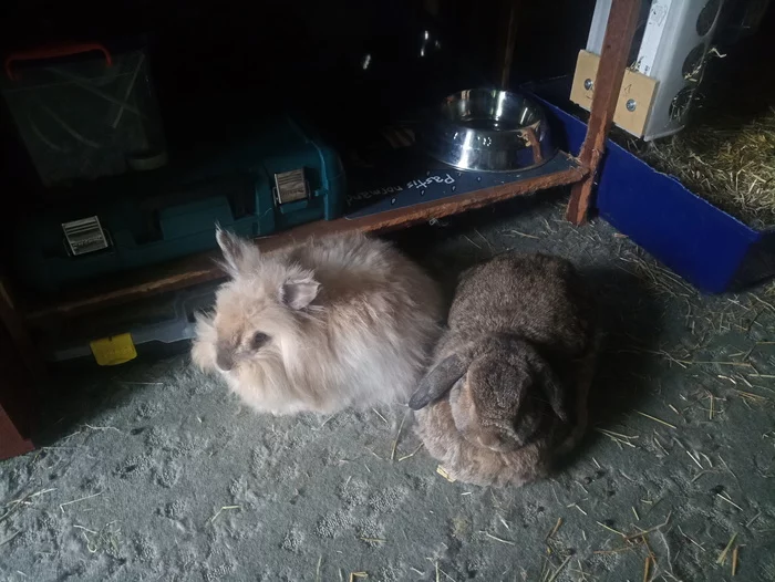 Reply to the post “Don’t get a rabbit” - My, Pets, Rabbit, Reply to post, Text