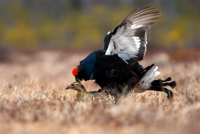 ,  !... , , , The National Geographic, 