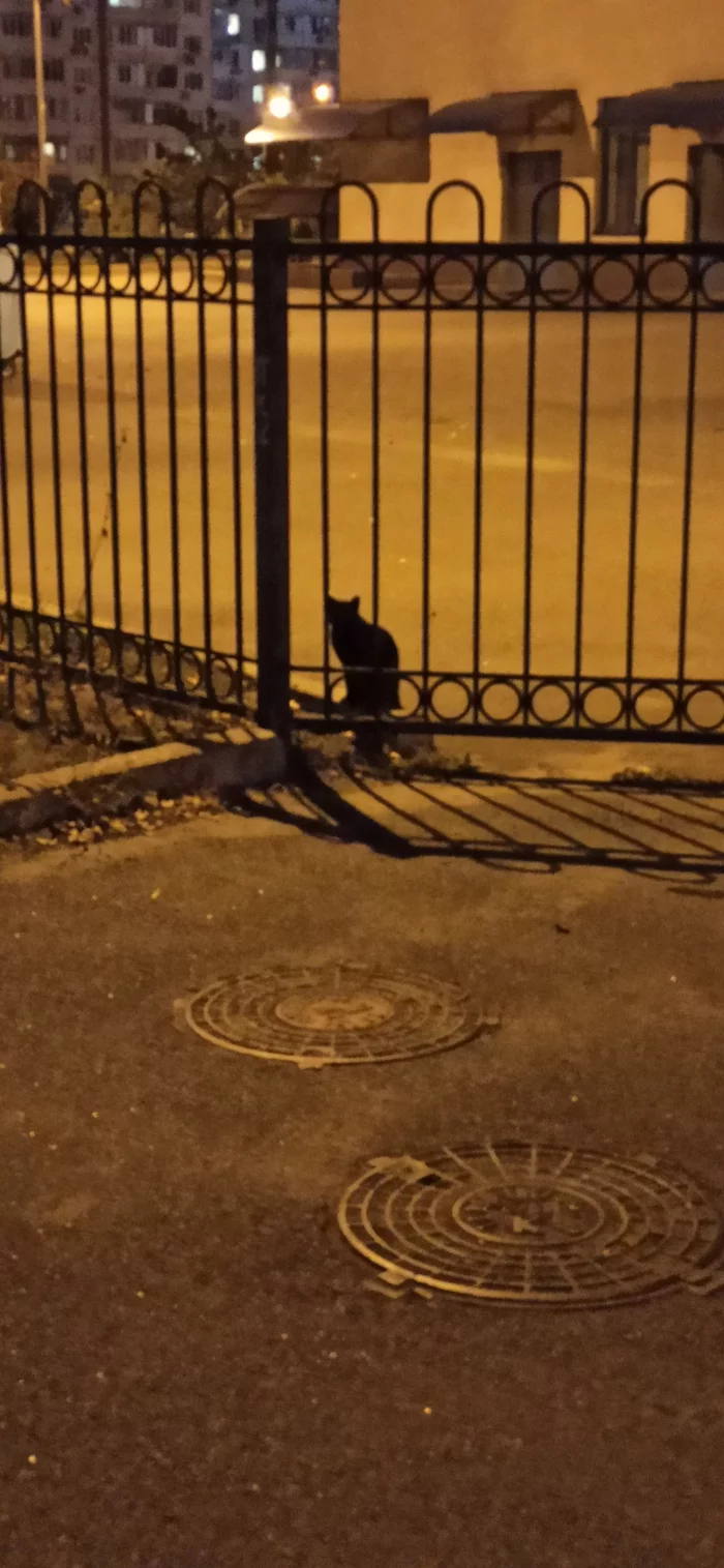 On the way home, a black silhouette... - My, cat, Night, Silhouette, Longpost