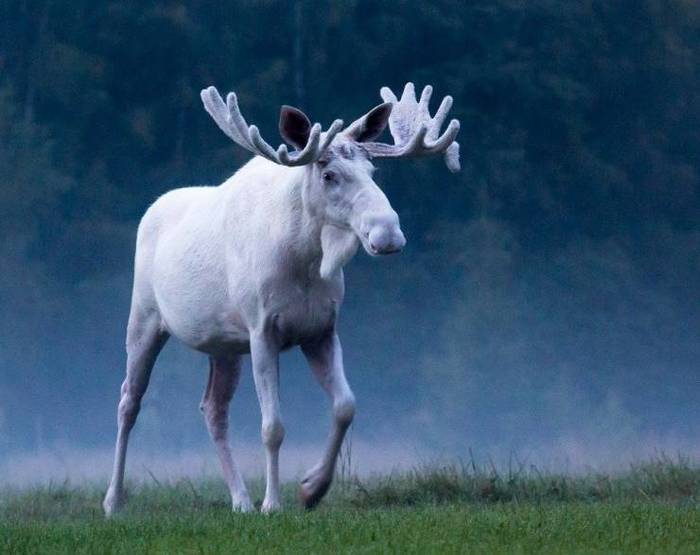 Albino moose - Elk, Albino, beauty, The photo, Nature