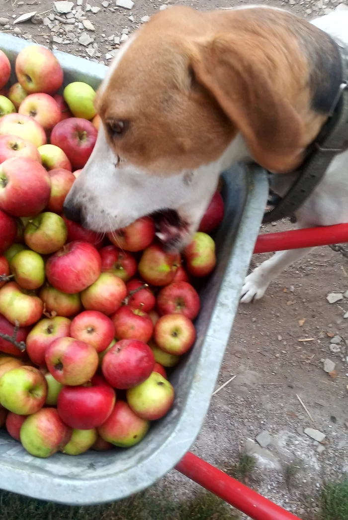 Можно собакам яблоки свежие. Собака с яблоком. Собачье яблоки. Собачка в яблоке. Три собаки с яблоками.