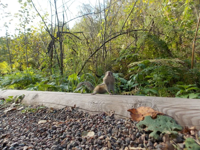 Chipmunk - My, Krasnoyarsk, Walk