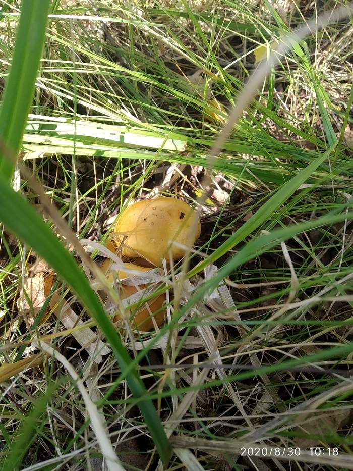 Gribulki)) - My, Mushrooms, Siberia, Longpost