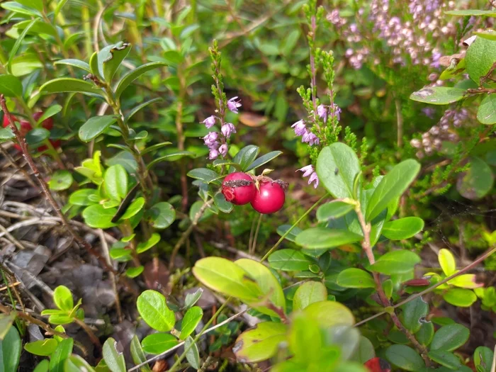 Walk through the forest. Mushrooms and berries - My, Forest, Mobile photography, Mushrooms, Berries, Nature, Longpost