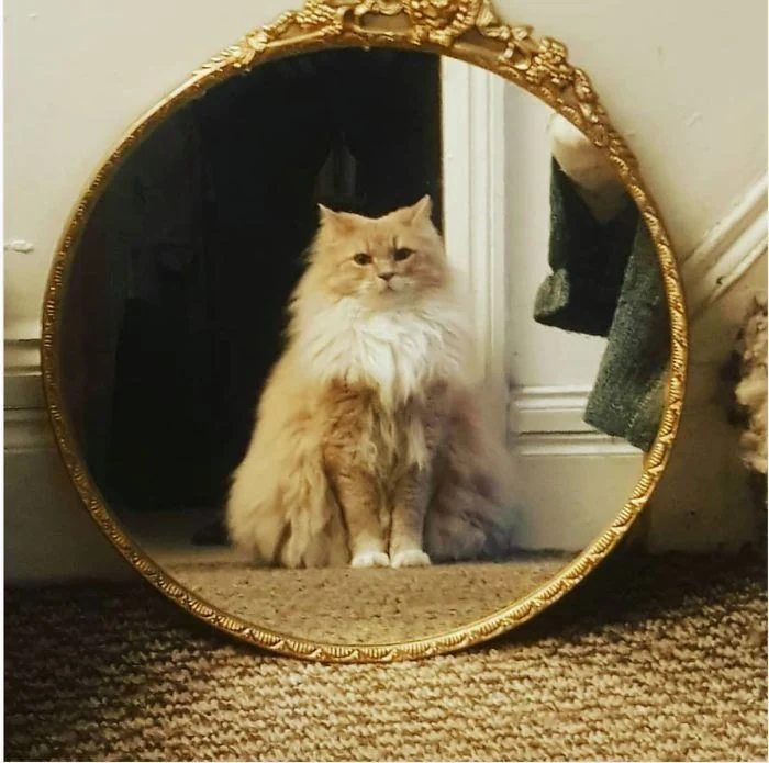 Tell me light my mirror ... - cat, Mirror, Reflection, admiring, Longpost