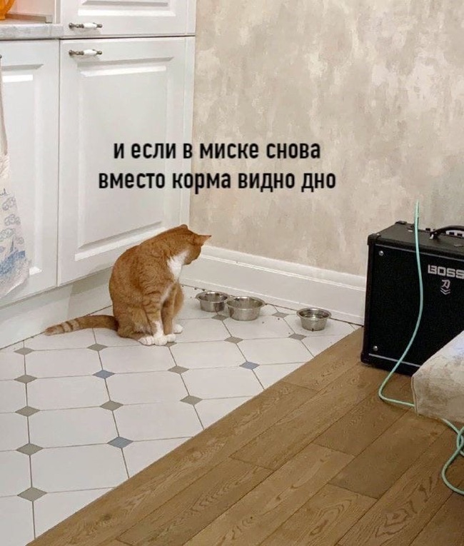 And so every morning - Humor, cat, Food, Spleen, Longpost