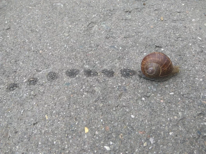 Jump - jump - jump - My, Snail, The street, The photo