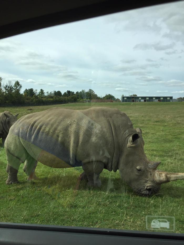 Honda fucked by a rhinoceros - My, Rhinoceros, Honda, Chpok, Longpost