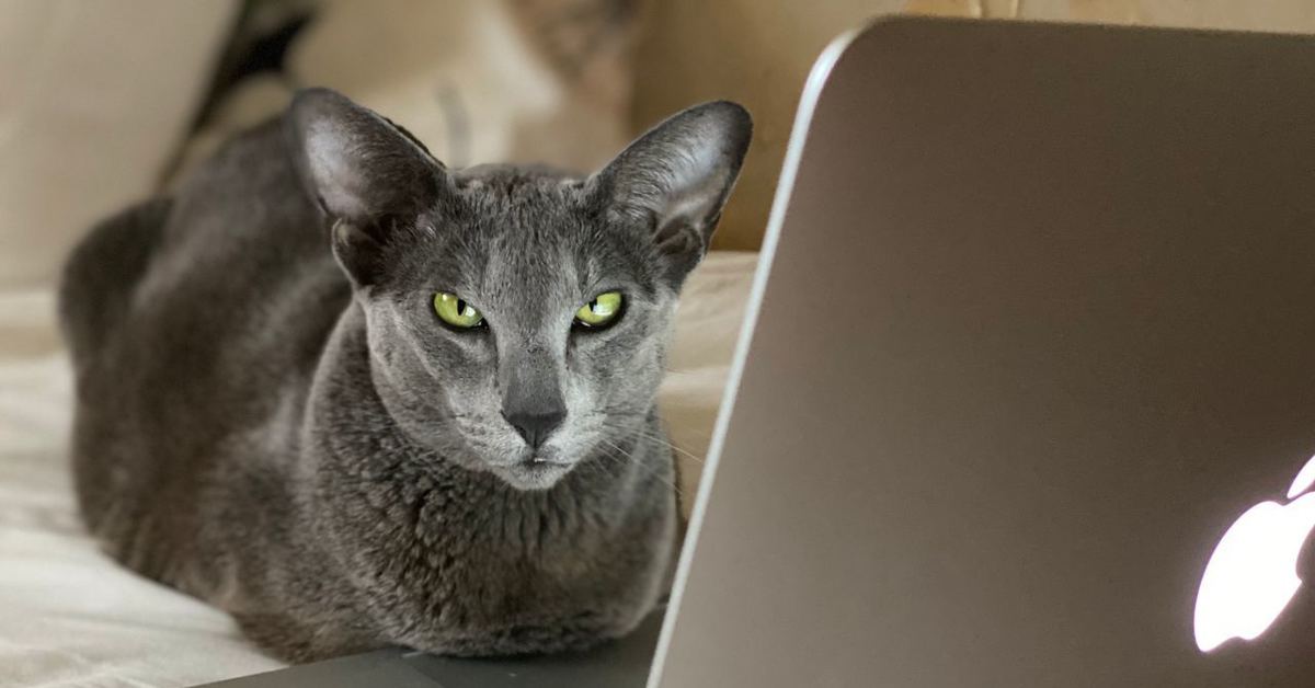 Ноутбук сатам. Кот с ноутбуком. Кот за компьютером. Кот за ноутбуком. Коты за ноутбуком.