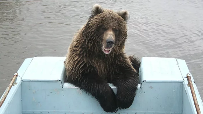 Eh, I'll give it a ride) - The Bears, Skating, Humor, The photo, From the network