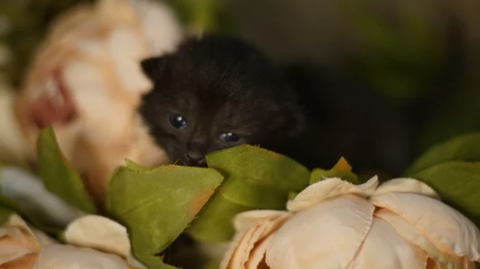 Homeless kittens opened their eyes - My, Kittens, PHOTOSESSION, Homeless animals, Children, Longpost, cat, Milota