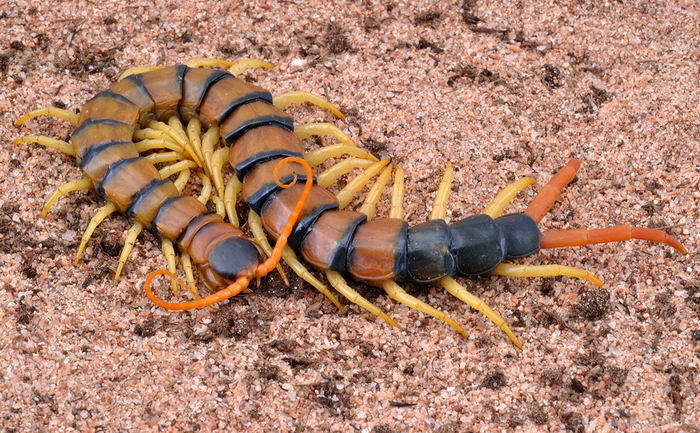 Popular scolopendra - My, Scolopendra, Centipede, Insectophobia, wildlife, Video, Longpost