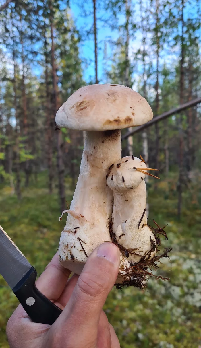 These are the mutants that had to be slaughtered an hour ago. I do not regret anything ) - My, Mushrooms, Silent hunt, Forest, Redhead, Boletus, Longpost