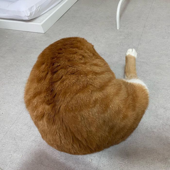 Fat chicken leg - cat, Redheads, Longpost, Leg, Similarity