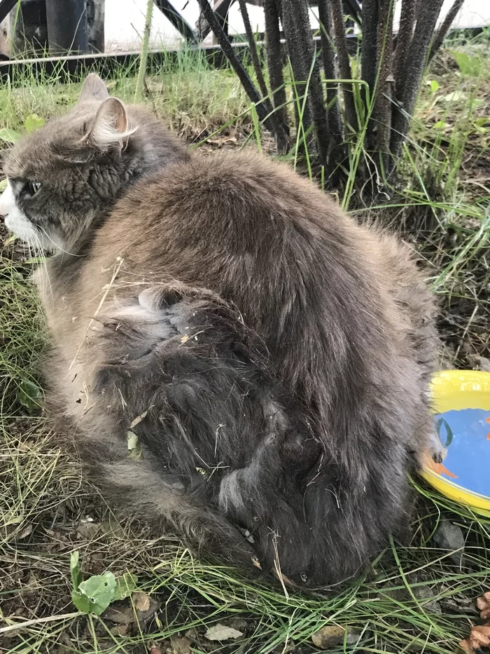 Помогите коту! - Иркутск, Без рейтинга, Сила Пикабу, Длиннопост, Кот, Спасение животных