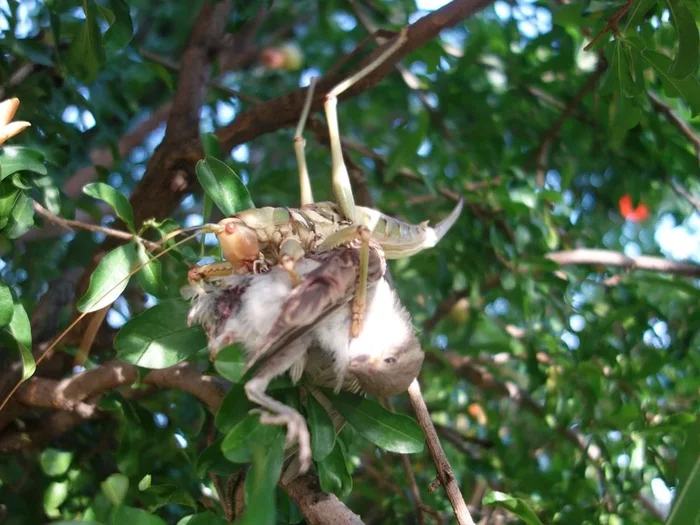 Grasshoppers: Harmless and kind? No matter how it is! Myths and truth about bloodthirsty grasshoppers - Grasshopper, Predator, Animals, Yandex Zen, Longpost, Entomology