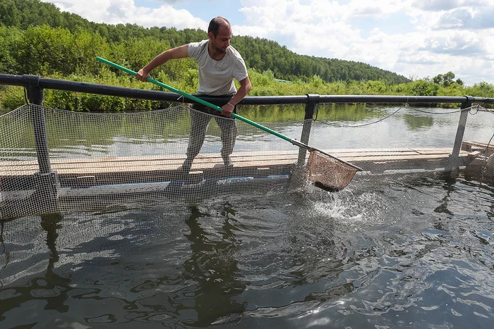 Water depletion and oxygen for trout: how one farm plans to supply the whole of Tatarstan with fish - My, Tatarstan, Entrepreneurship, Business, A fish, Longpost