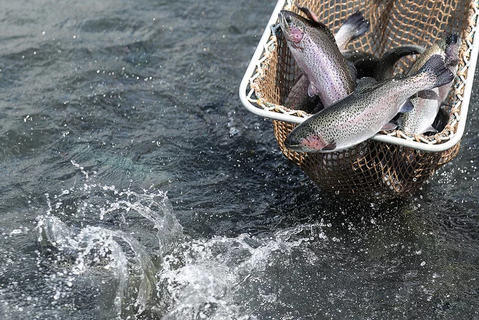 Water depletion and oxygen for trout: how one farm plans to supply the whole of Tatarstan with fish - My, Tatarstan, Entrepreneurship, Business, A fish, Longpost