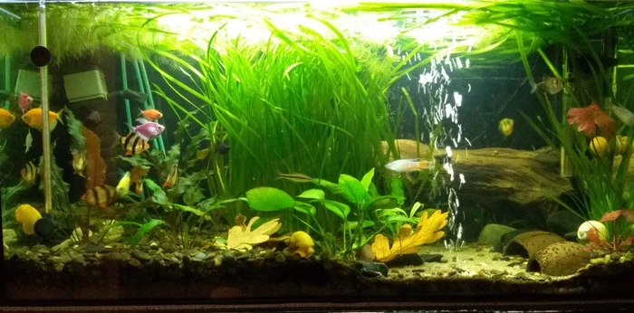 Need advice on barbs) - My, Aquarium, Barbs, Fry, Need advice, Longpost