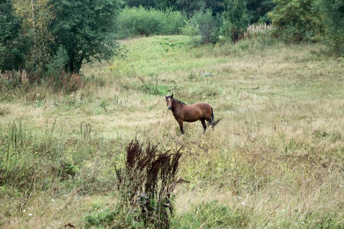 Ответ на пост «Заколоченная Россия. Побывал на Псковщине...» Псковская область, 2020, Провинция, Заброшенное, Ответ на пост, Длиннопост, Псков