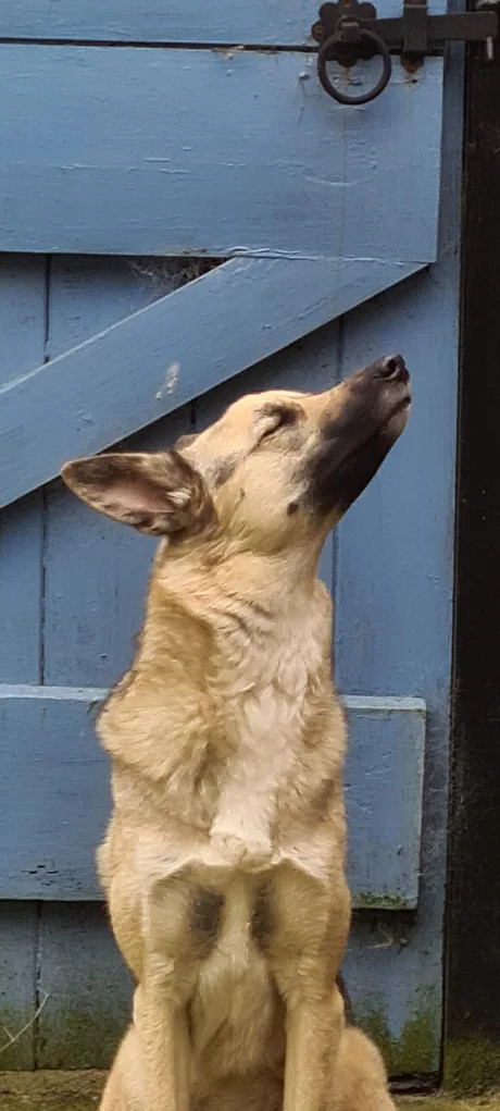 I smell the smell of fresh pies... - Dog, Security, Smell, Expectation