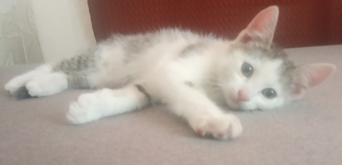 Kitten is looking for a home! Mozyr. RB - My, cat, Kittens, No rating, I will give, Animal Rescue, Mozyr, In good hands, Animals, Pets, Longpost